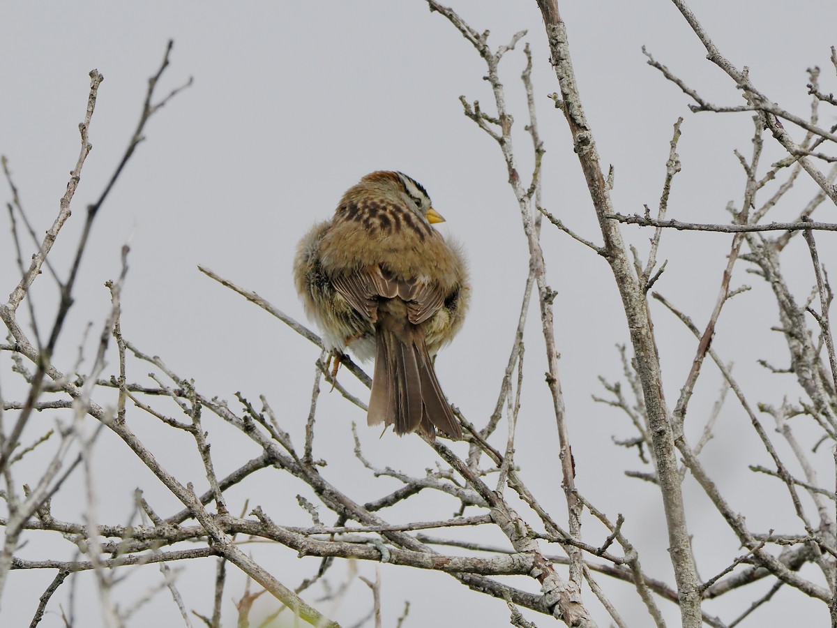 White-crowned Sparrow - ML632577931