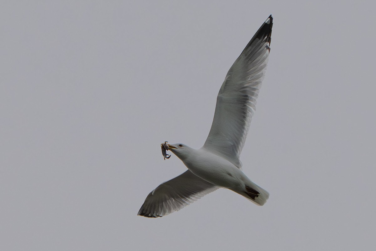 American Herring Gull - ML632578101