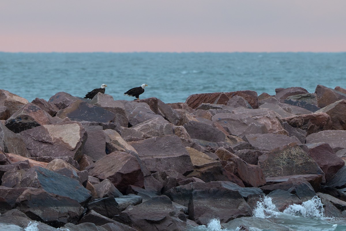 Bald Eagle - ML632578123