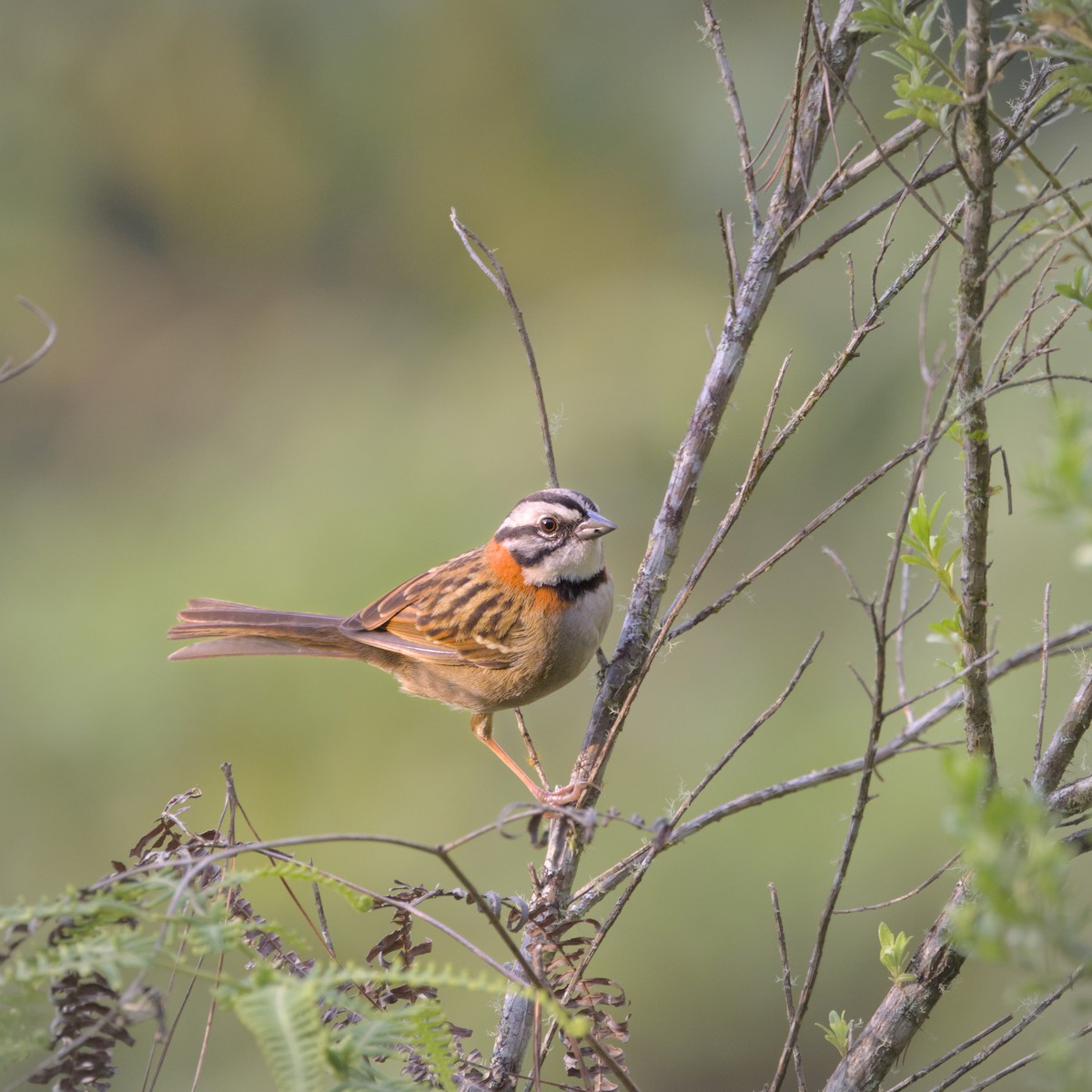 Rufous-collared Sparrow - ML632578130