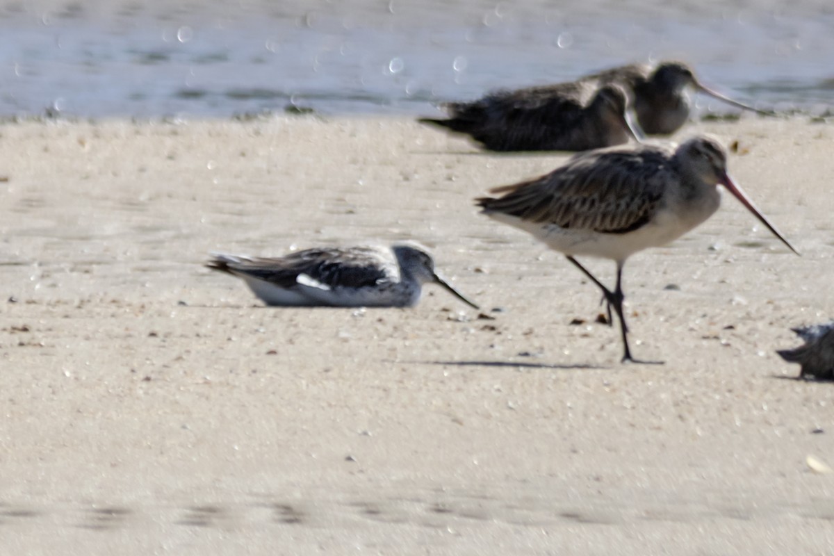Nordmann's Greenshank - ML632578165