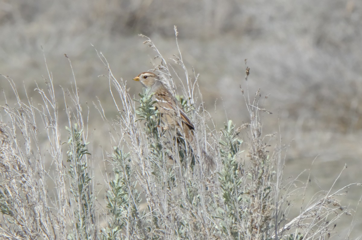 White-crowned Sparrow - ML632578194