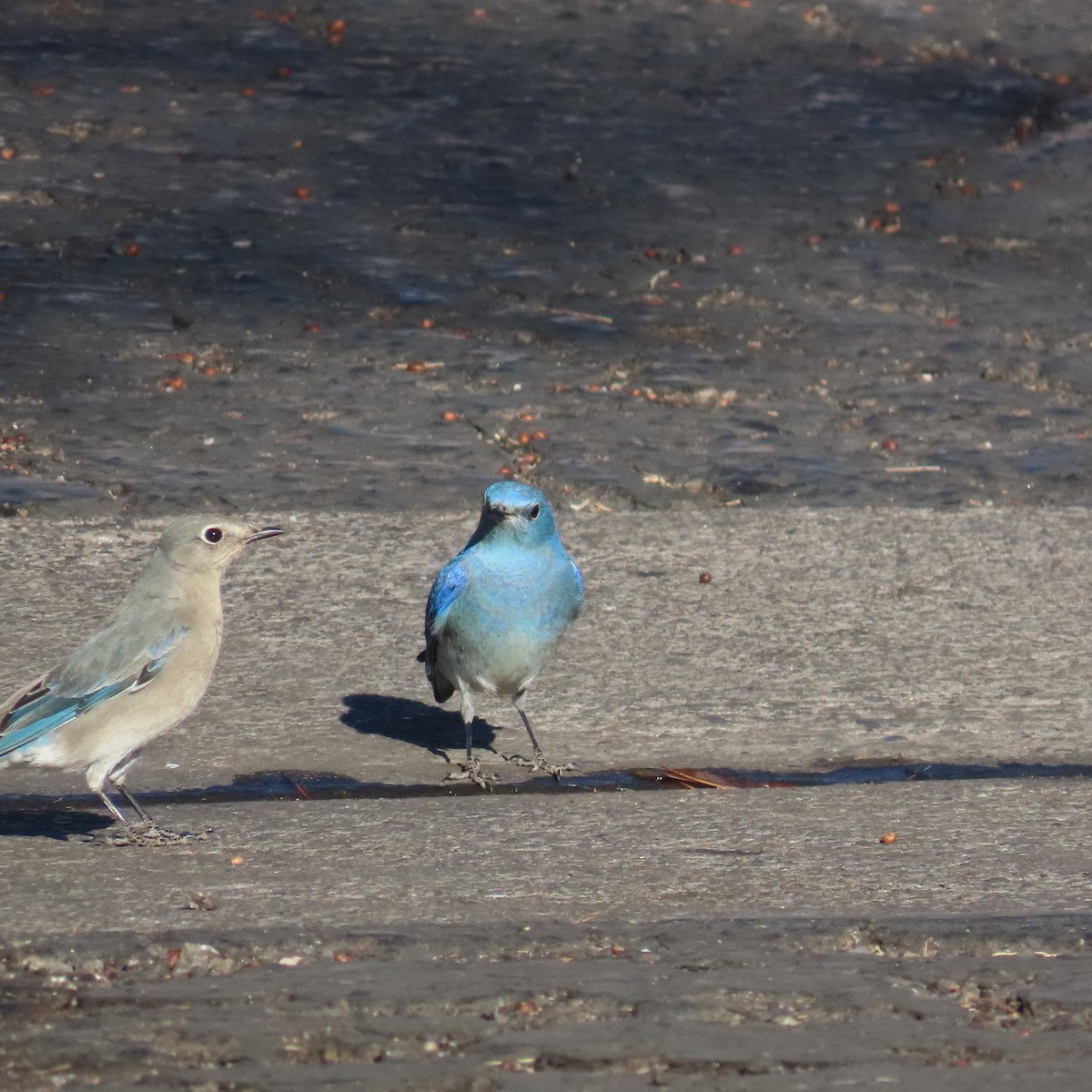Mountain Bluebird - ML632578353