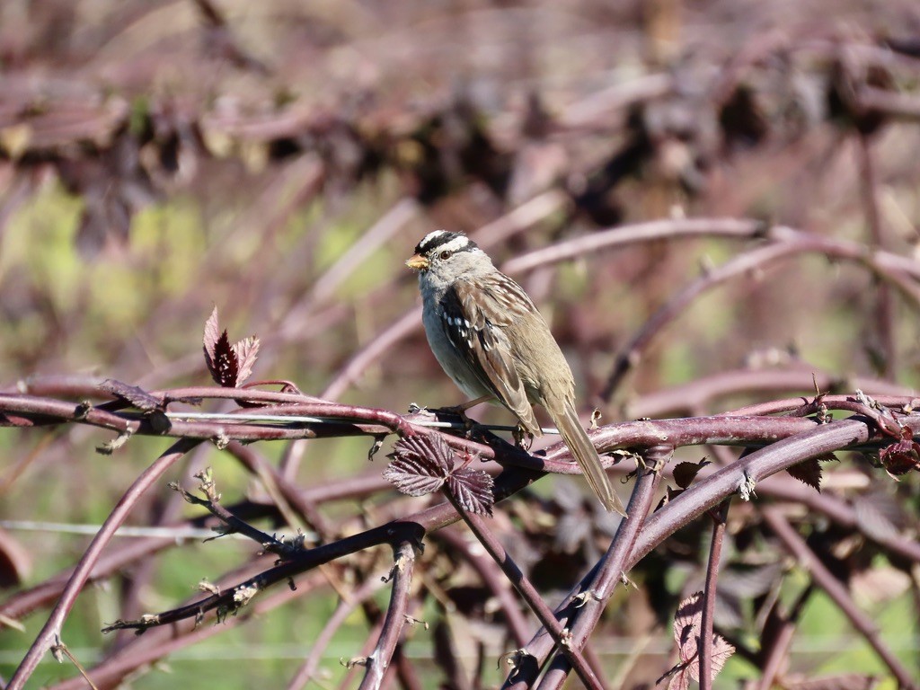 White-crowned Sparrow - ML632578358