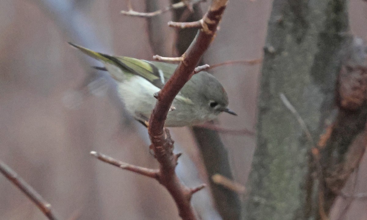 Ruby-crowned Kinglet - ML632578366