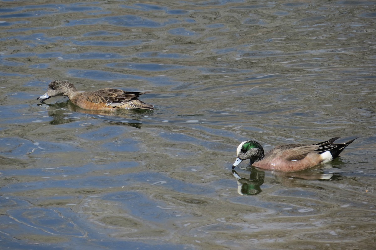 American Wigeon - ML632578371