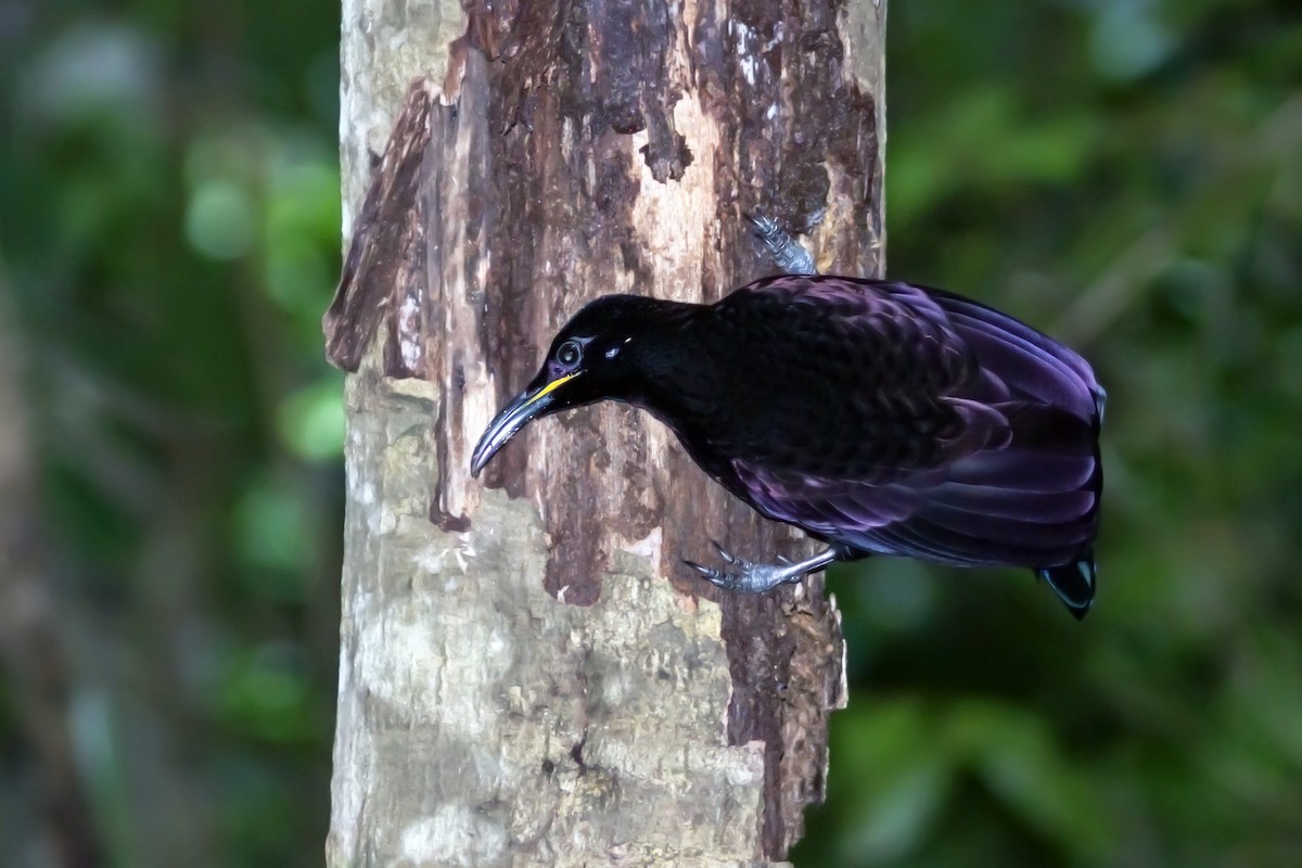 Victoria's Riflebird - ML632578392
