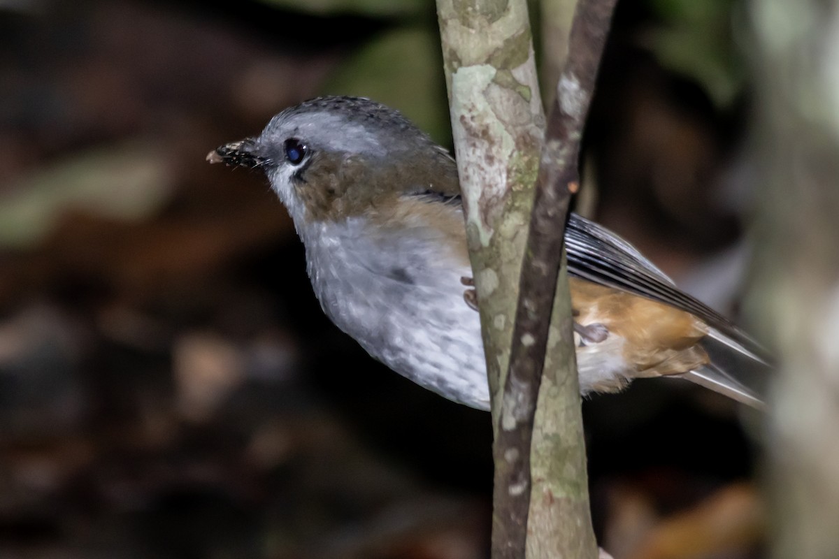 Gray-headed Robin - ML632578415