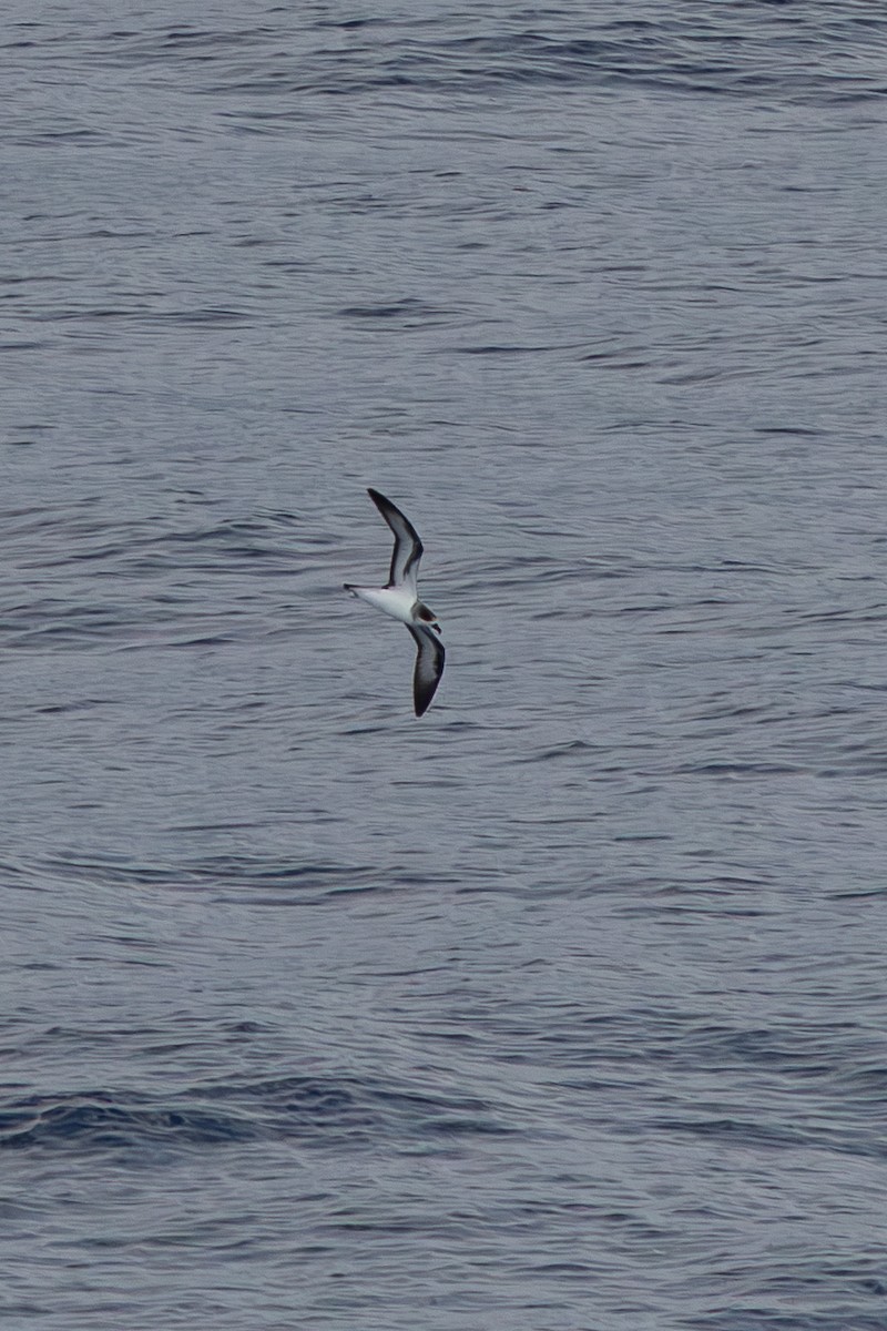 Barau's Petrel - ML632578423