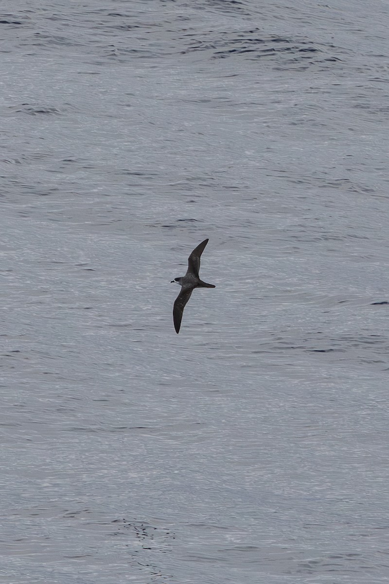 Barau's Petrel - ML632578424