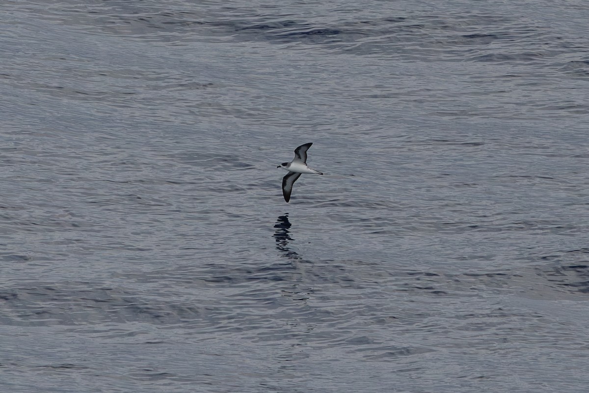 Barau's Petrel - ML632578425