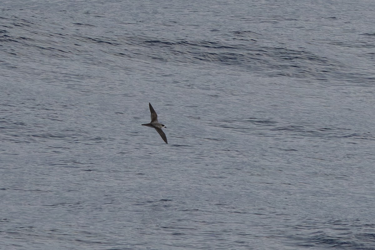 Barau's Petrel - ML632578426