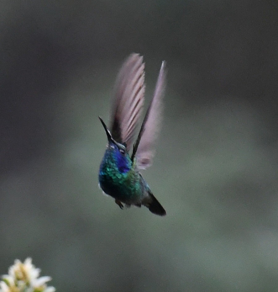 Mexiko-Veilchenohrkolibri - ML632578511
