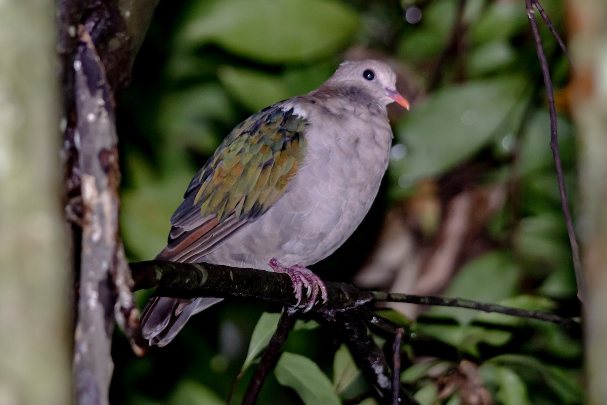 Pacific Emerald Dove - ML632578592