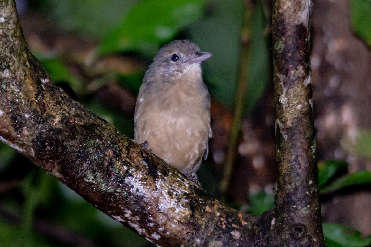 Rufous Shrikethrush - ML632578593