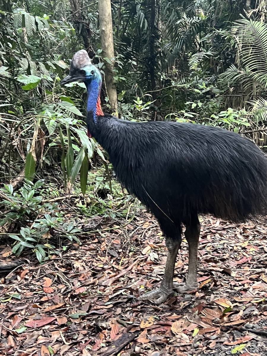 Southern Cassowary - ML632578781