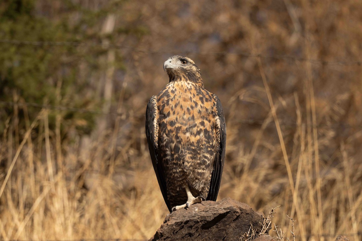 Black-chested Buzzard-Eagle - ML632578811