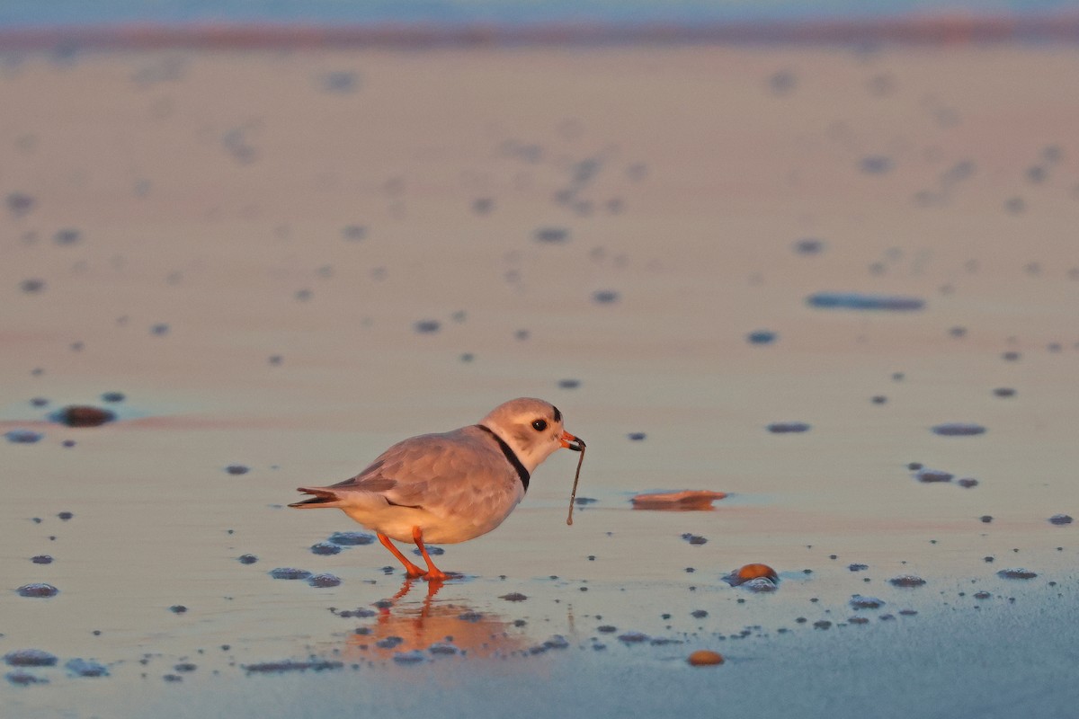 Piping Plover - ML632579004