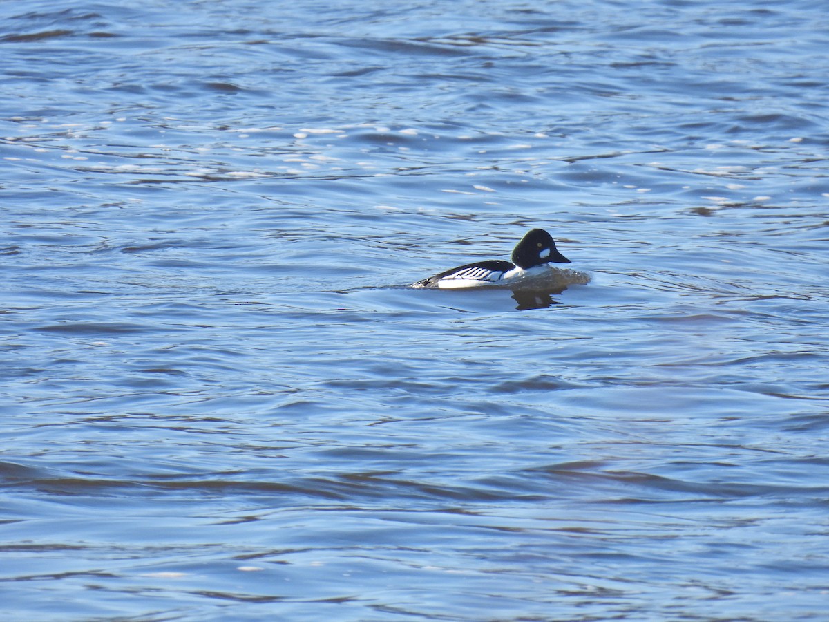 Barrow's Goldeneye - ML632579011