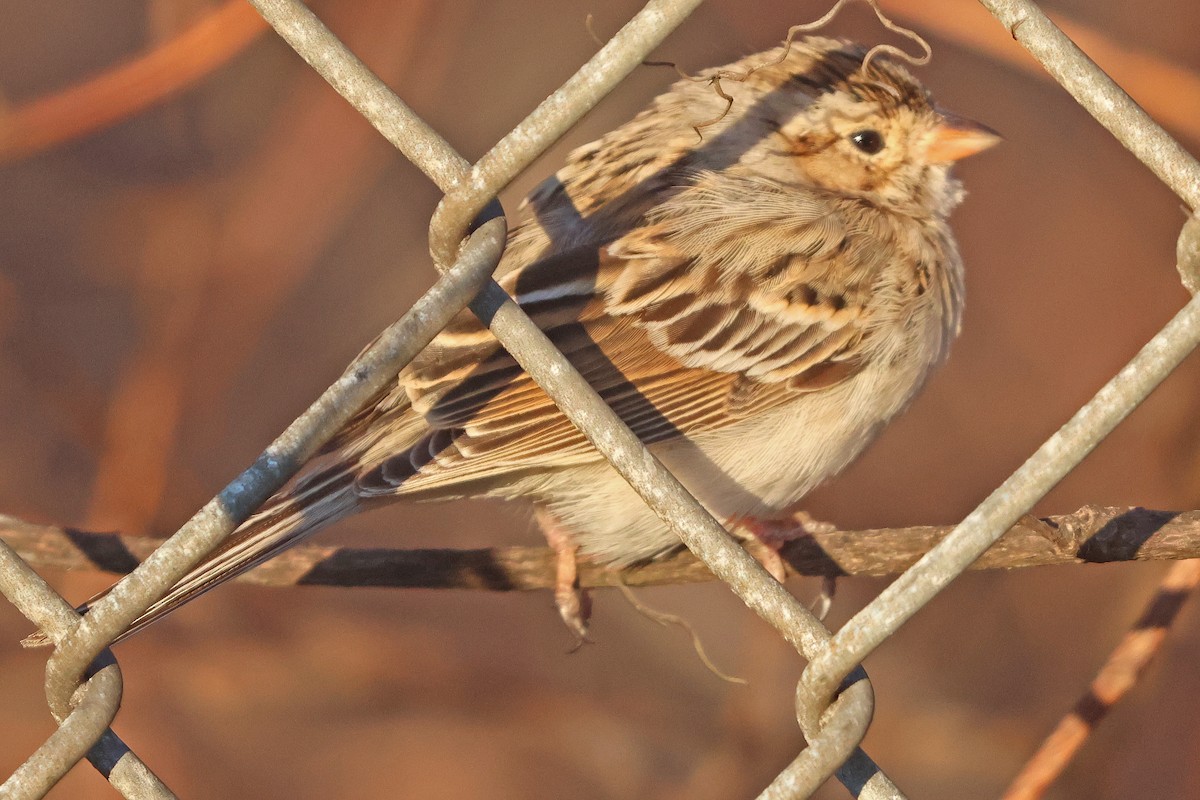 Clay-colored Sparrow - ML632579015