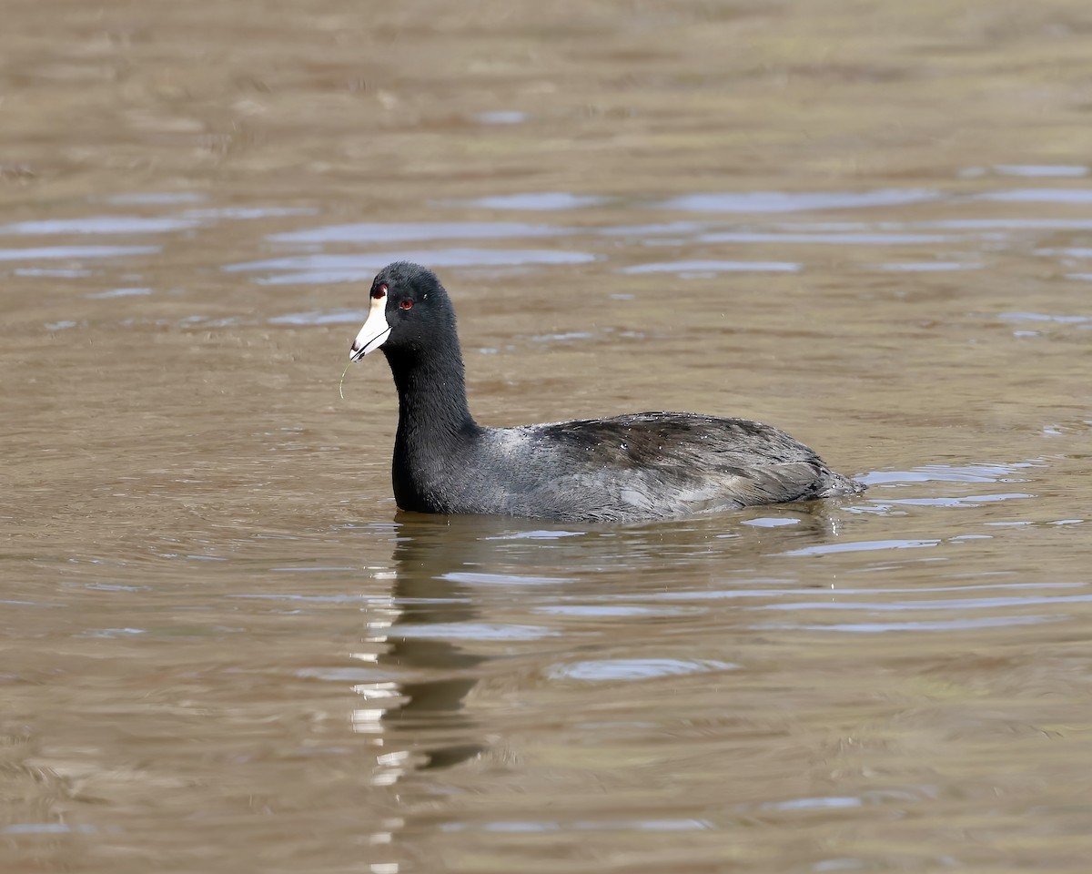 American Coot - ML632579022