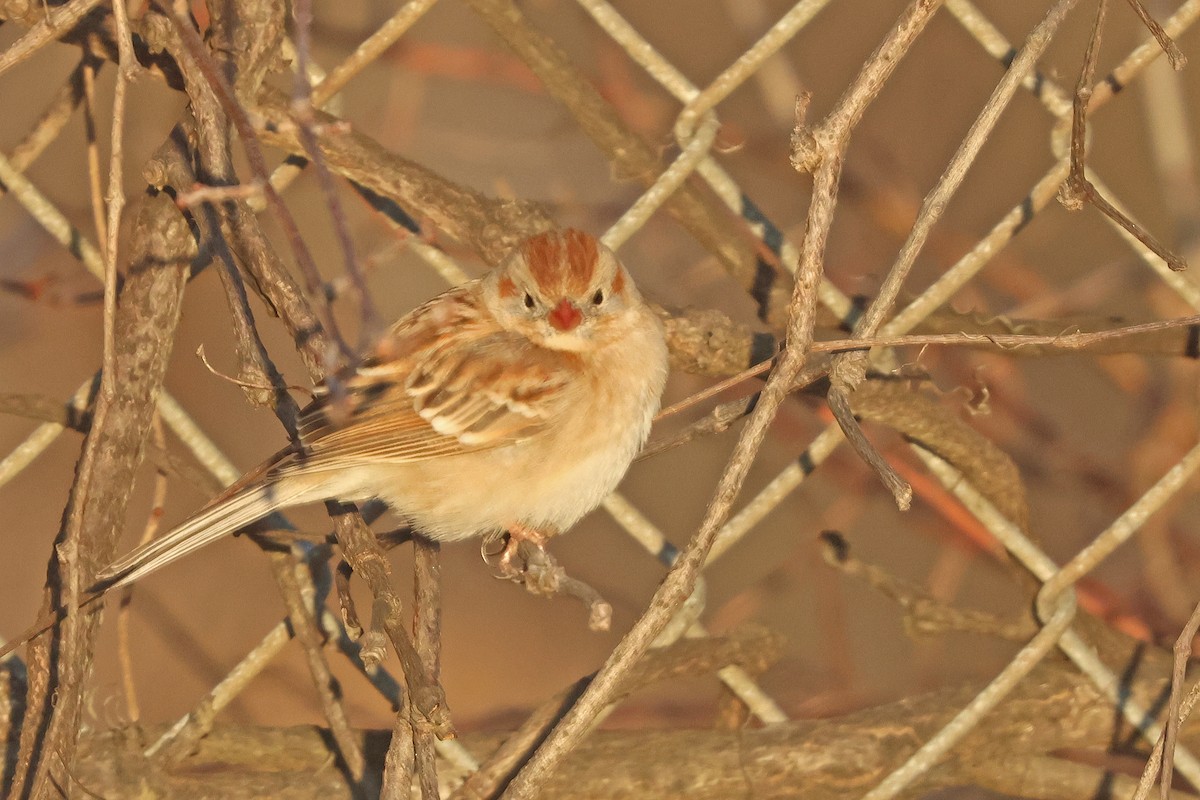 Field Sparrow - ML632579029