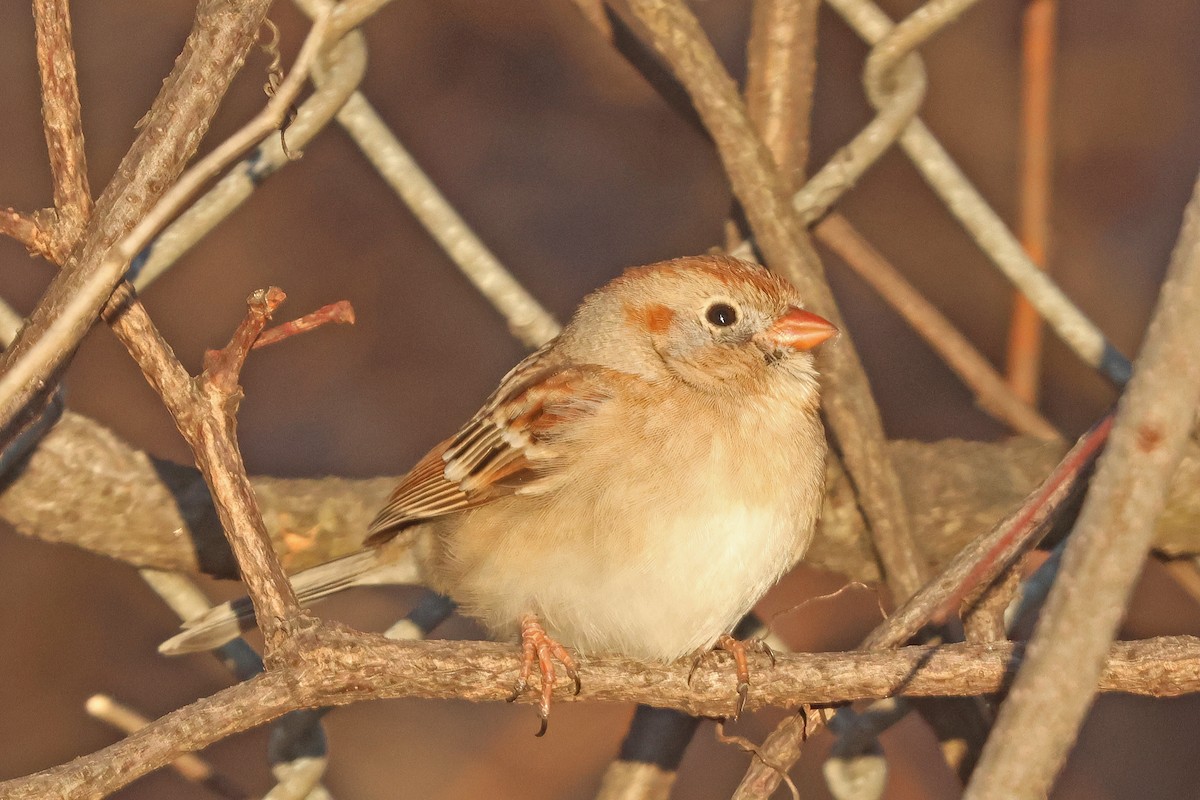 Field Sparrow - ML632579030