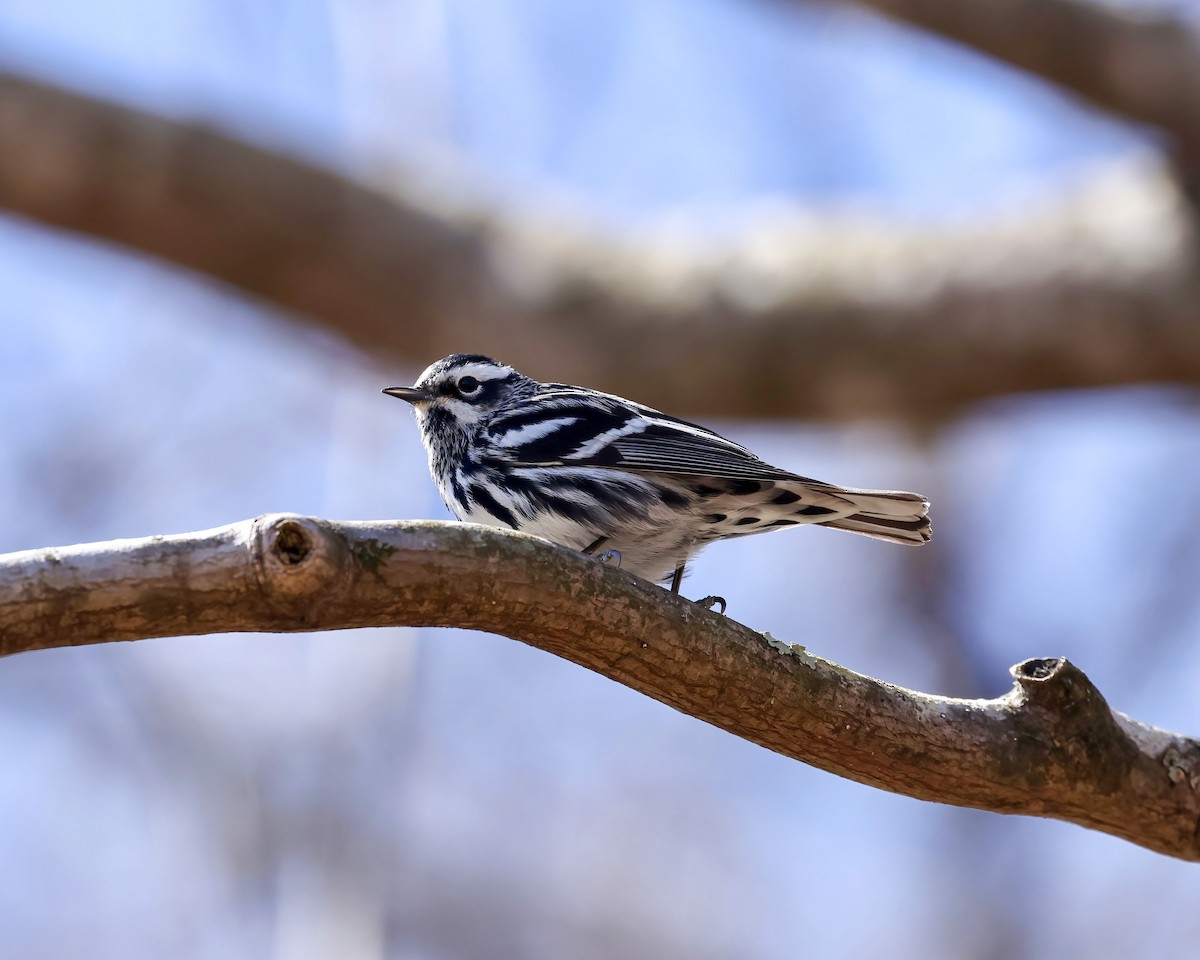 Black-and-white Warbler - ML632579071