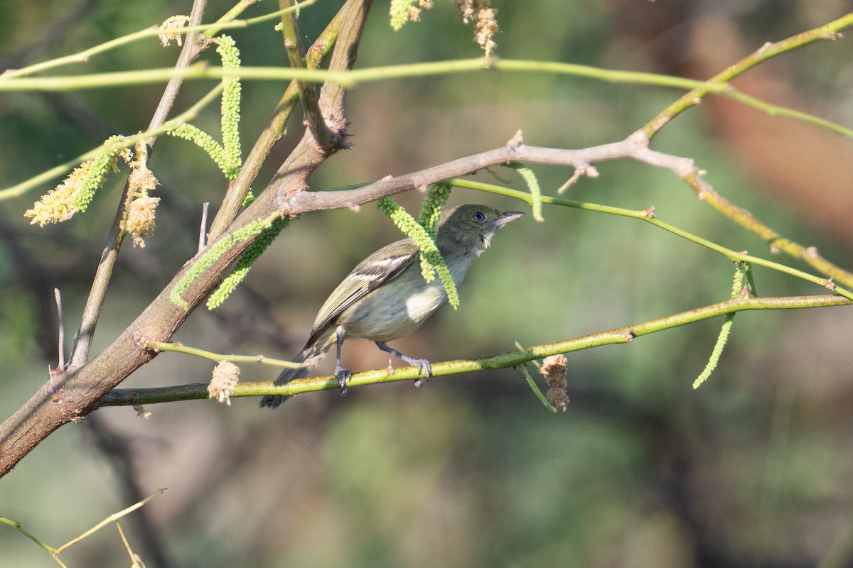 Jamaican Vireo - ML632579111