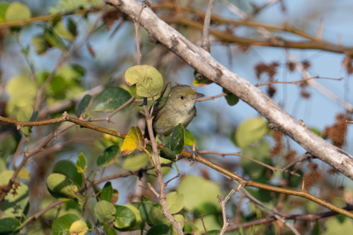 Jamaican Vireo - ML632579120