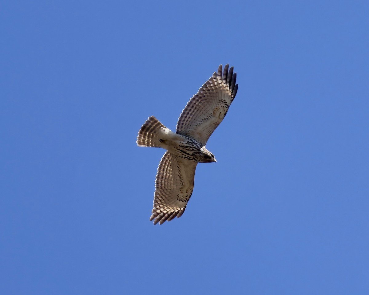Red-shouldered Hawk - ML632579159