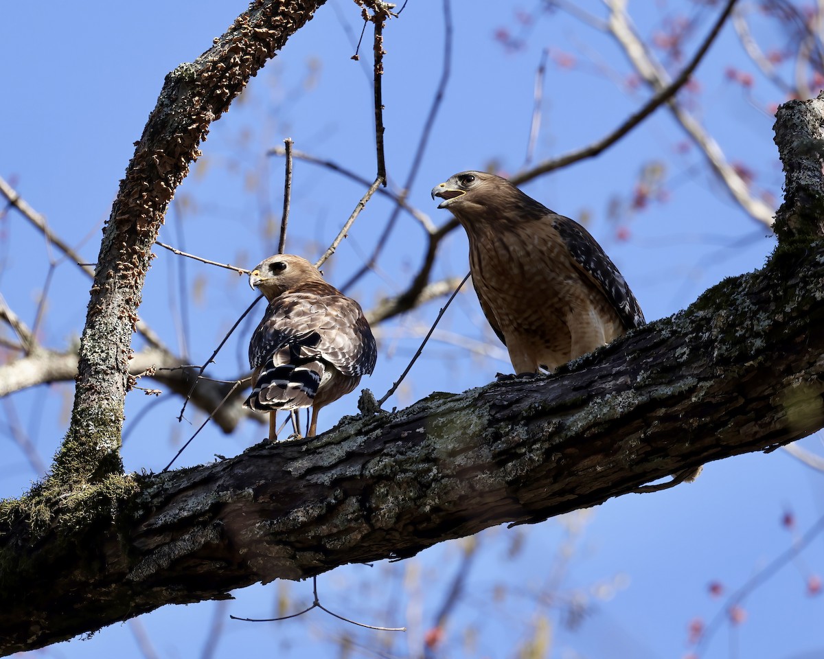 Red-shouldered Hawk - ML632579194