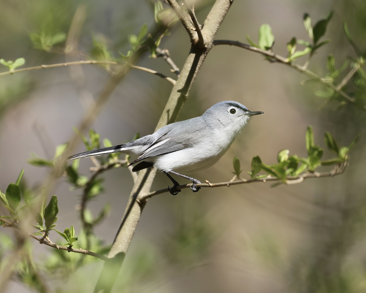 Blue-gray Gnatcatcher - ML632579219
