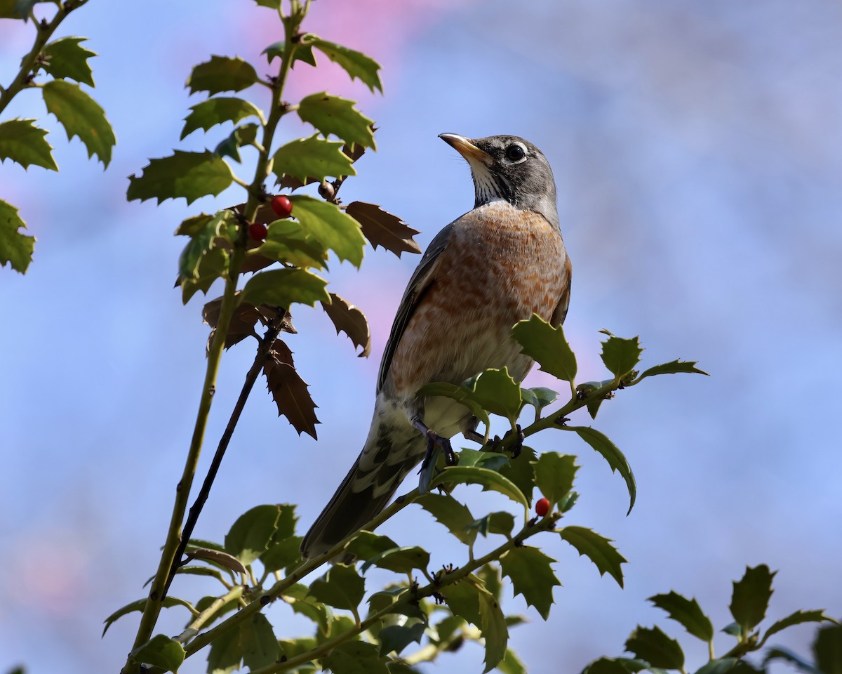 American Robin - ML632579225