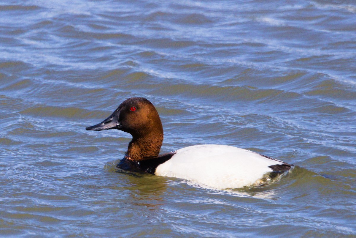 Canvasback - ML632579277
