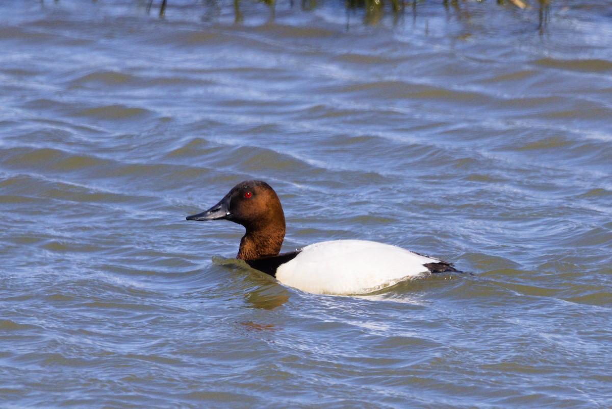 Canvasback - ML632579283