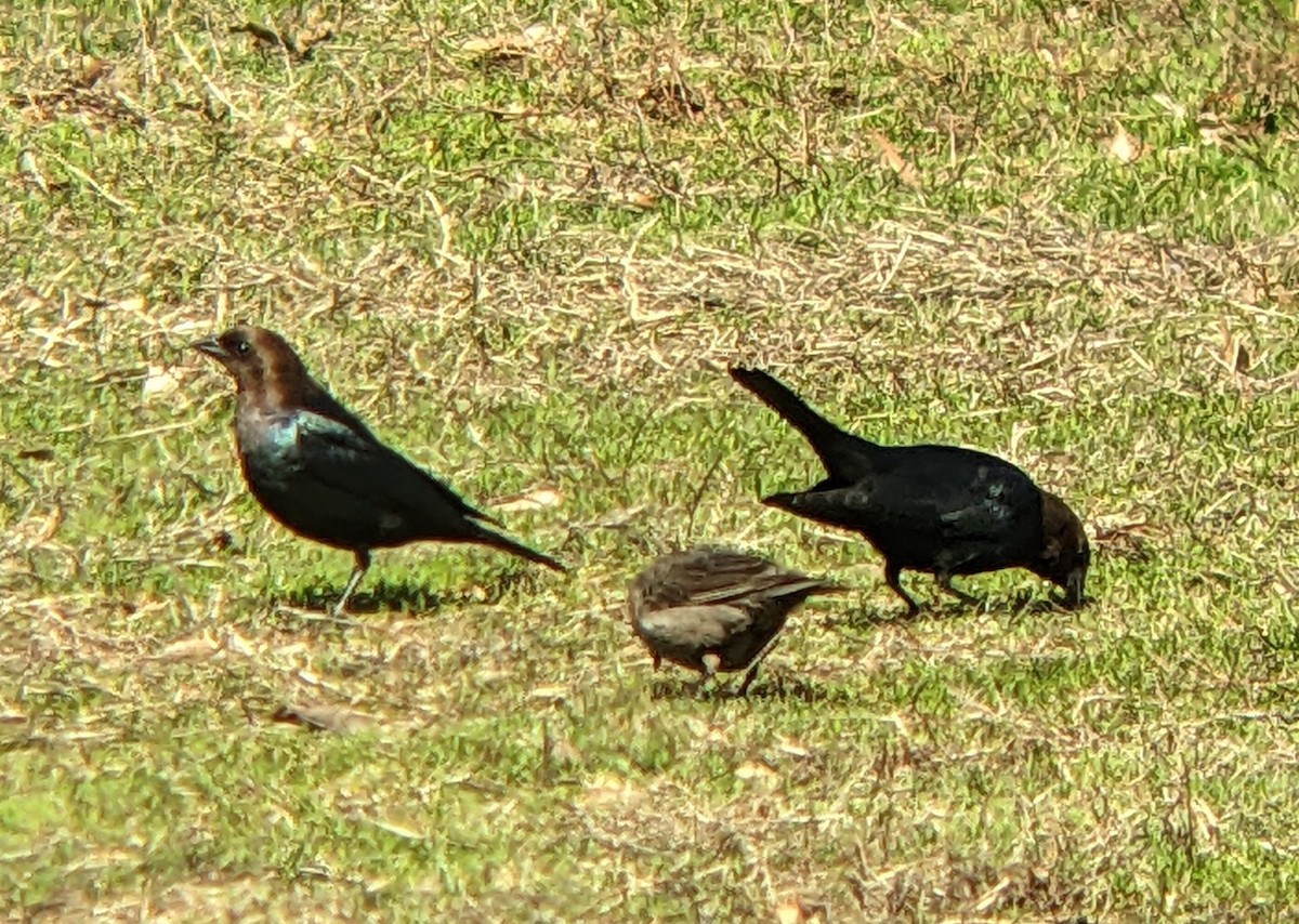 Brown-headed Cowbird - ML632579352
