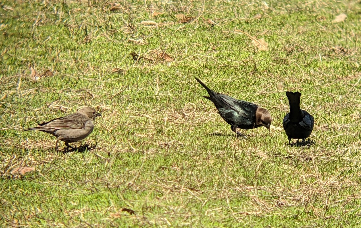 Brown-headed Cowbird - ML632579357