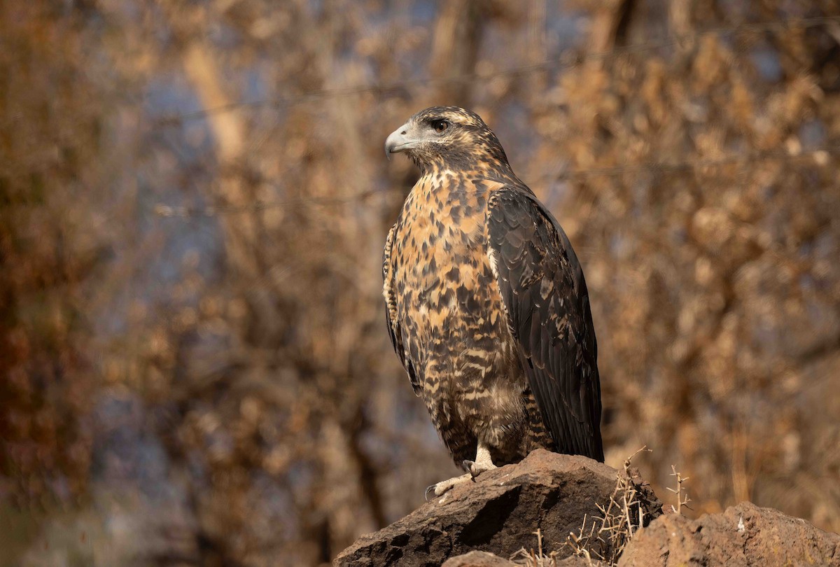 Black-chested Buzzard-Eagle - ML632579498