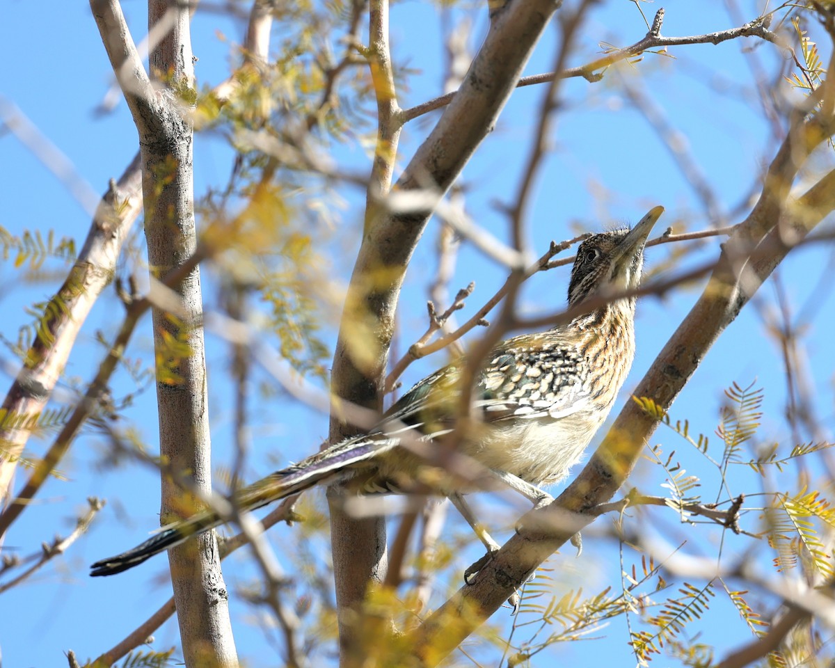 Greater Roadrunner - ML632579531
