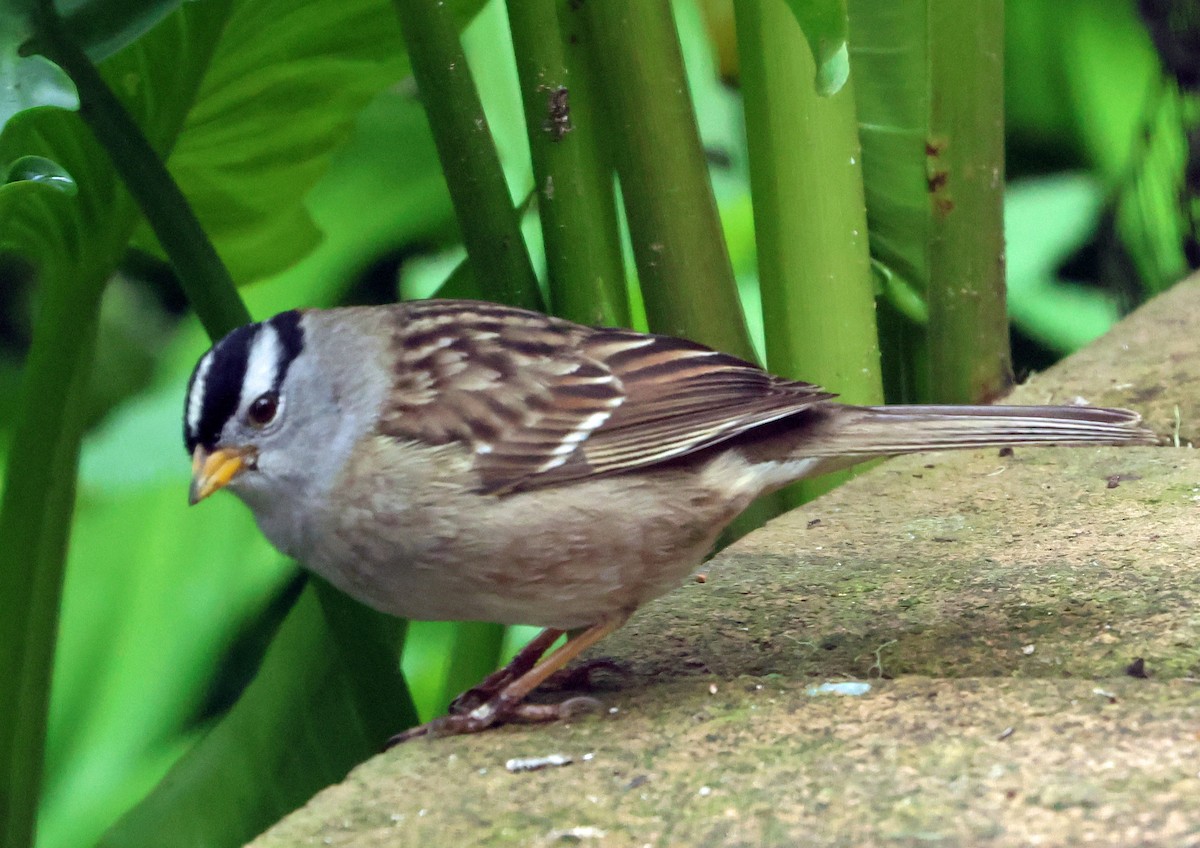White-crowned Sparrow (pugetensis) - ML632579550