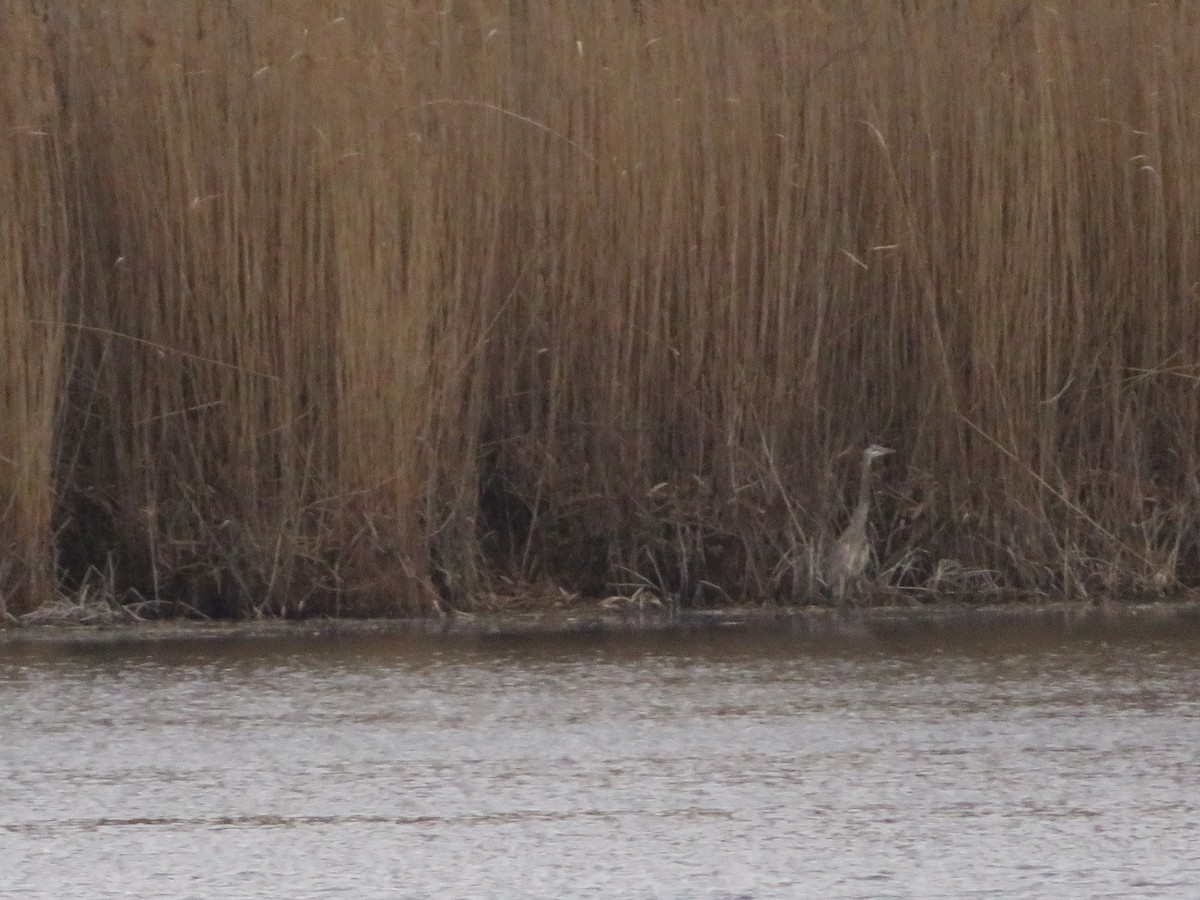 Great Blue Heron - ML632579625