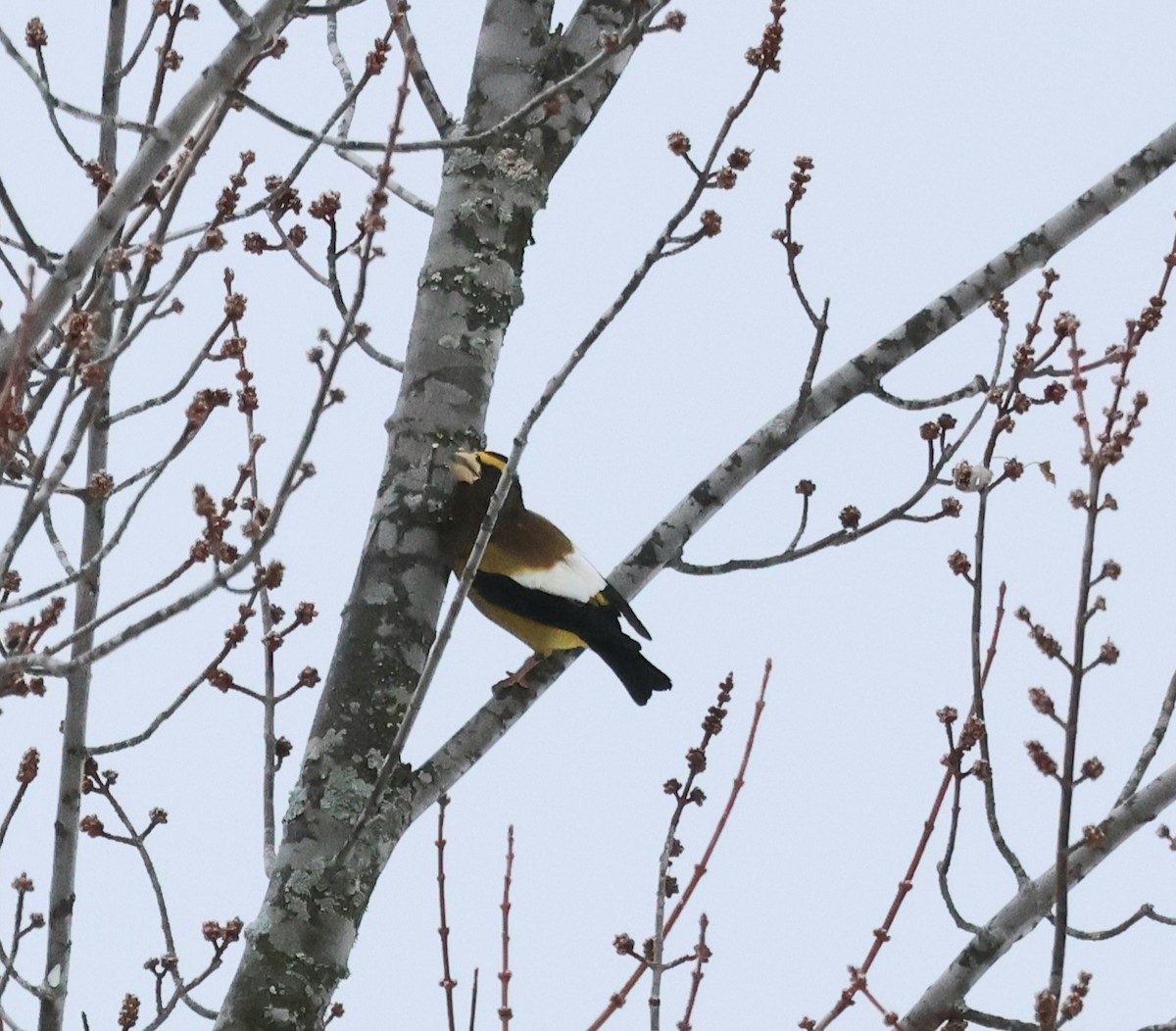 Evening Grosbeak - ML632579751