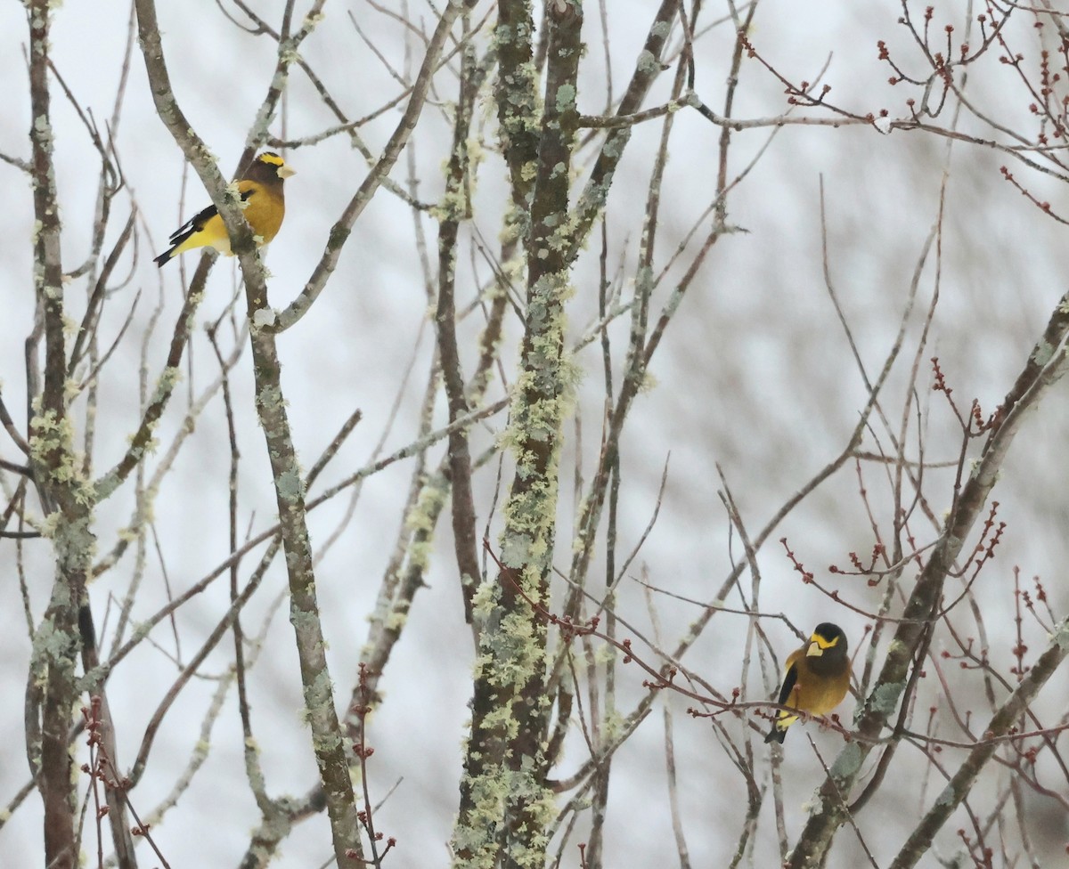 Evening Grosbeak - ML632579752