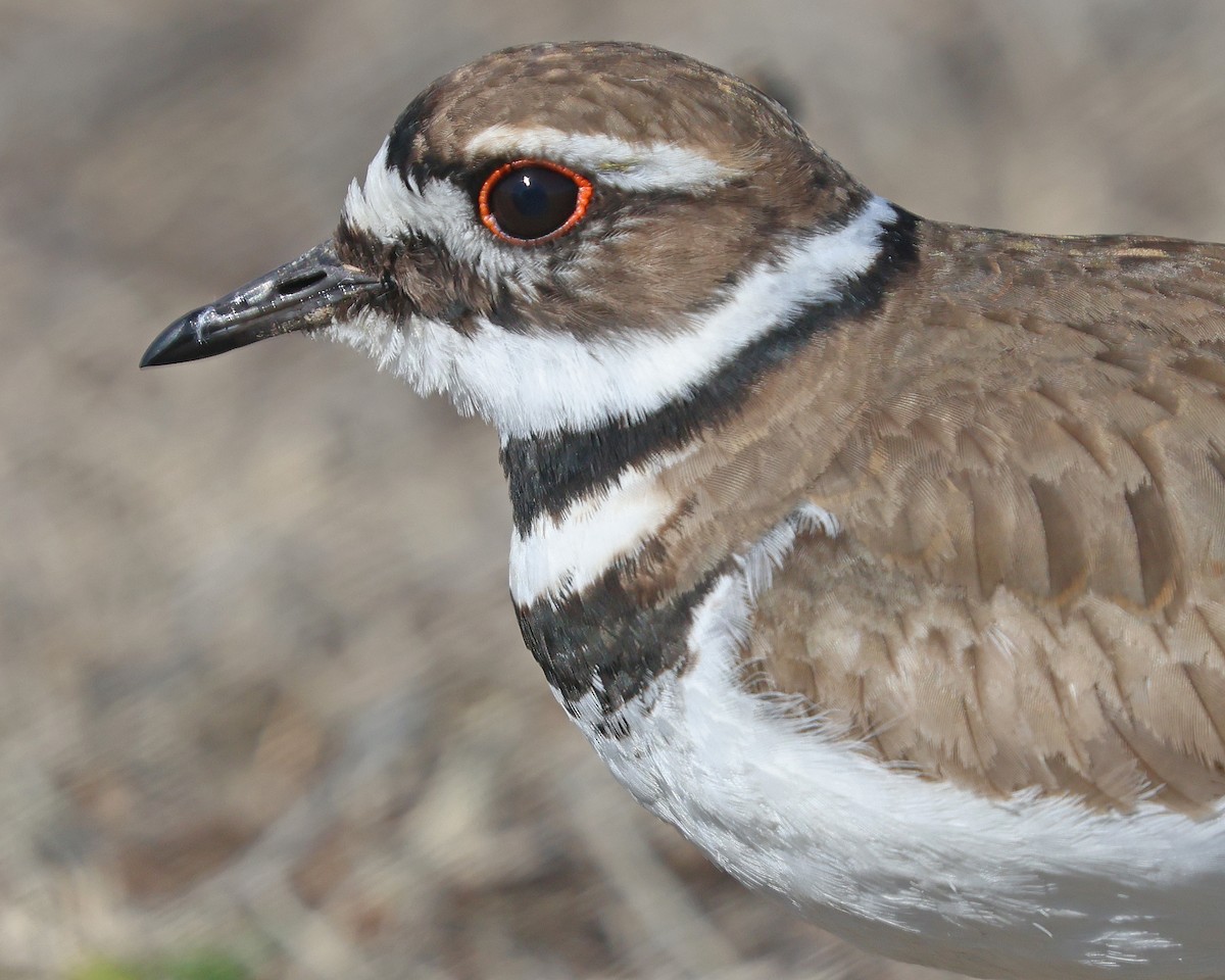 Killdeer - ML632579827