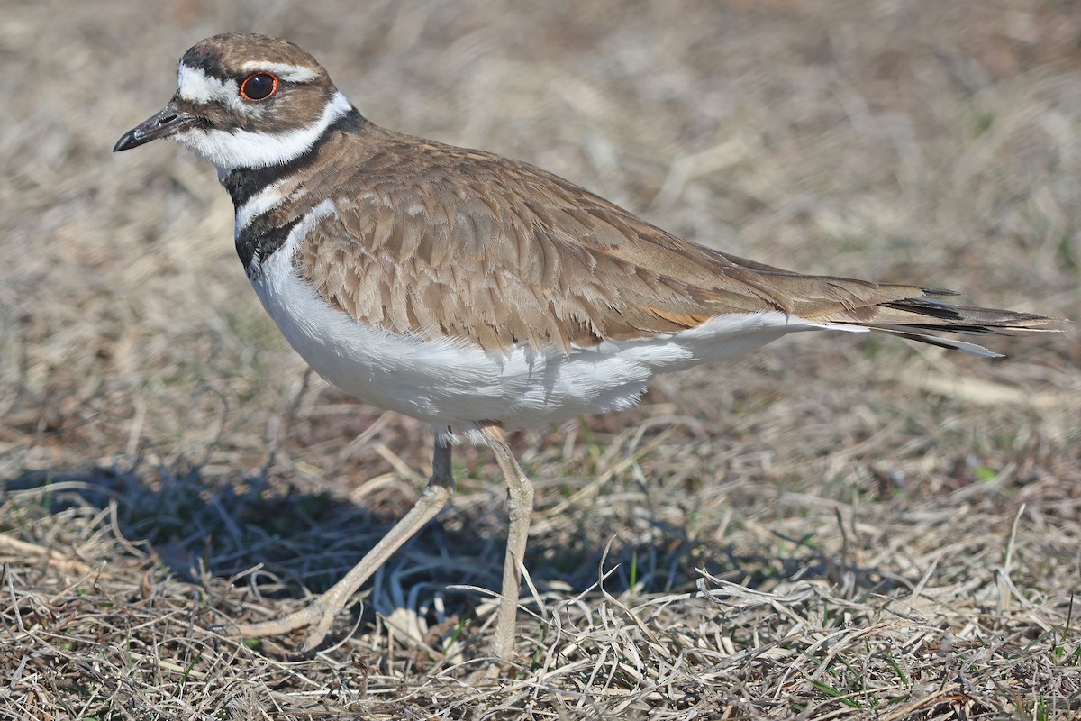 Killdeer - ML632579828