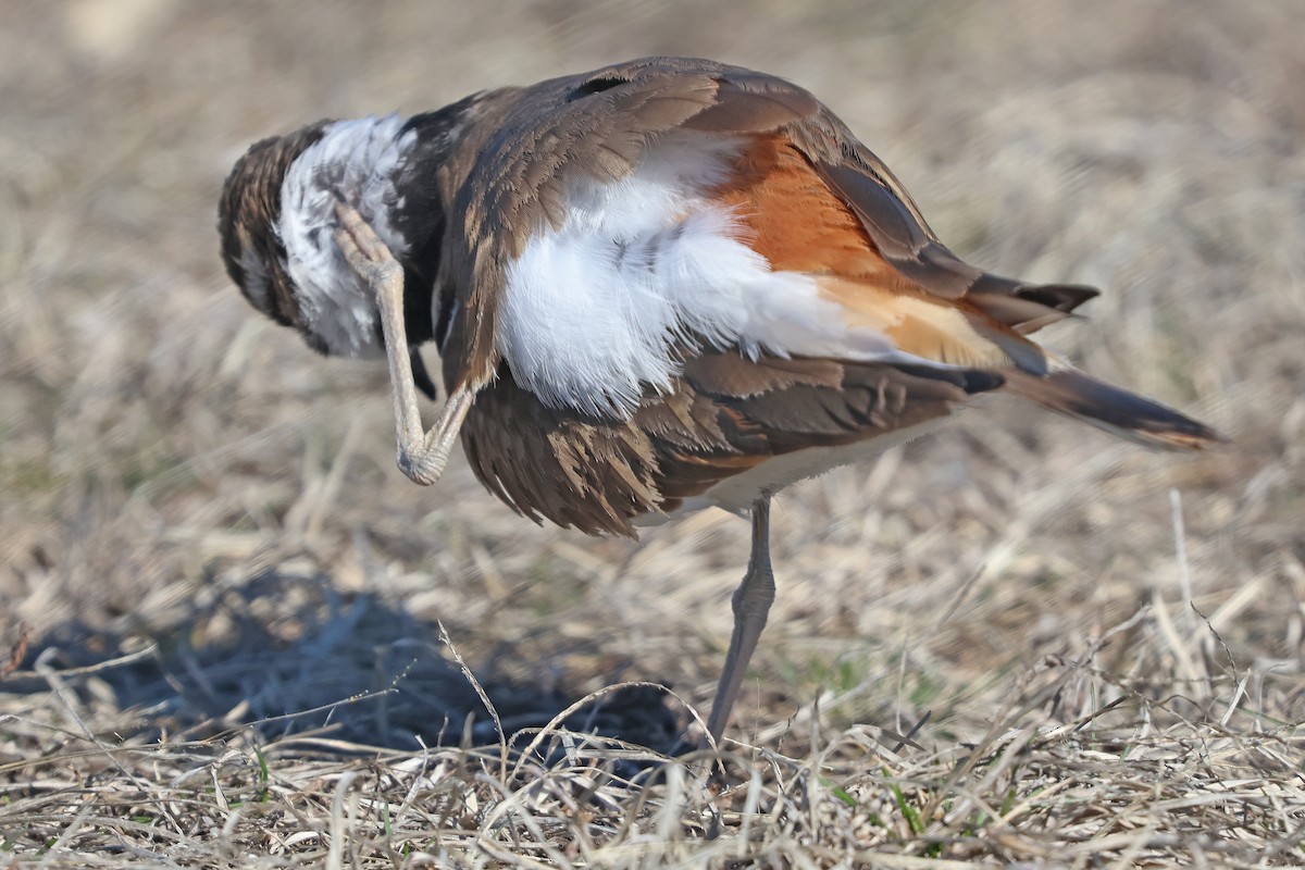 Killdeer - ML632579830