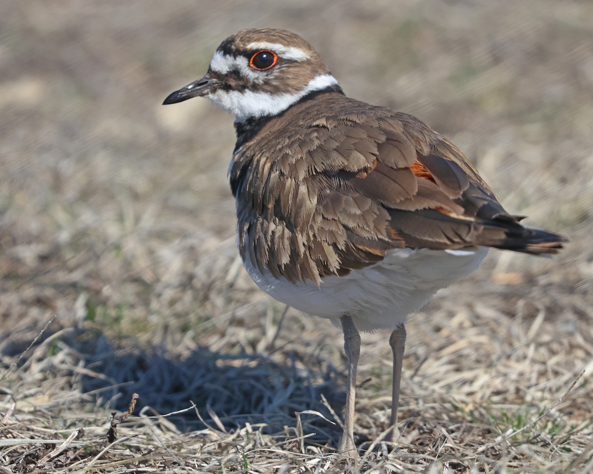 Killdeer - ML632579831
