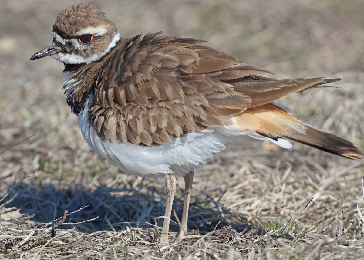 Killdeer - ML632579835
