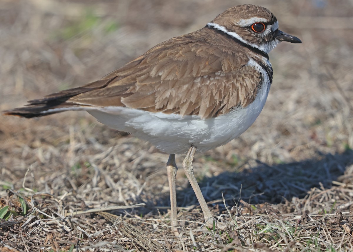 Killdeer - ML632579837
